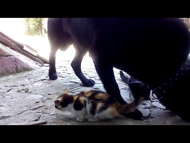 A Canadian wolf, dining alongside cats!