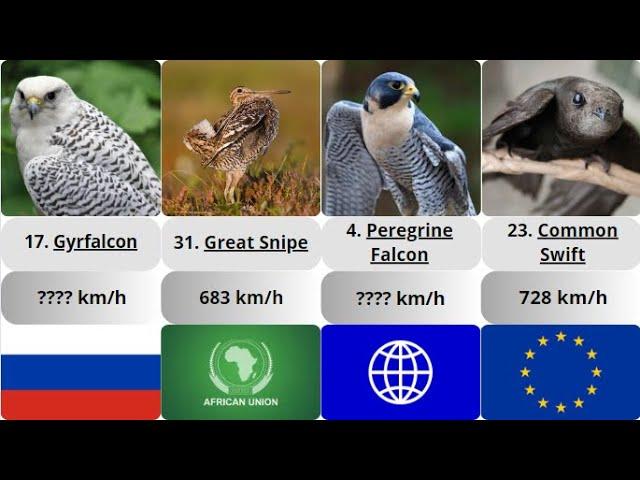 The fastest birds in the world. Some of them are as fast as a military plane.