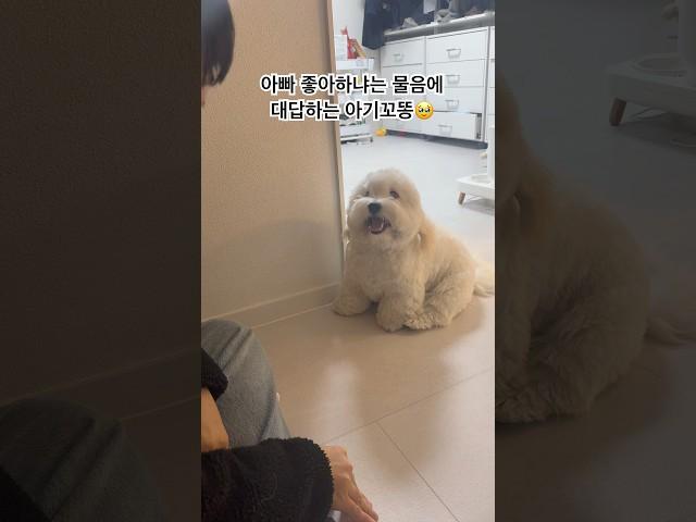 대답하는강아지#꼬똥 #강아지브이로그 #꼬똥드툴레아 #꼬똥 #말하는강아지