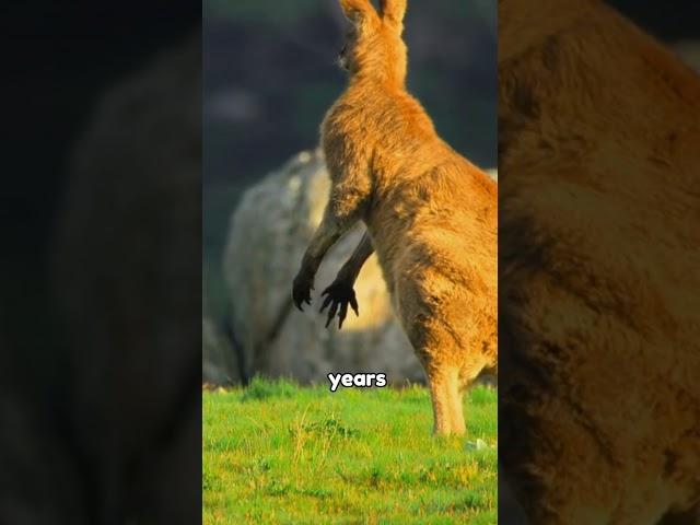 The Moment Kangaroos Met Their Old Enemy – Again #interesting #unique