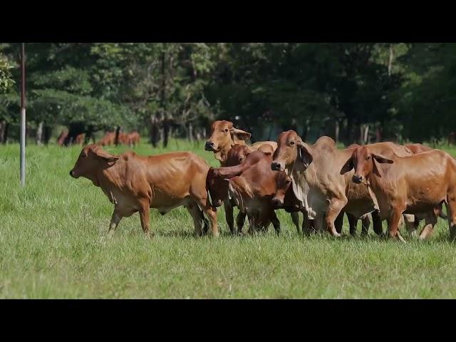 PROGRAMA AGRO TV SUBASTA HACIENDA EL TORIL  21 DE AGOSTO 2022