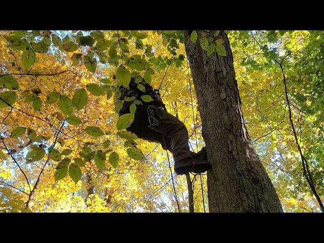 SRT Saddle hunting, in season scout climbing