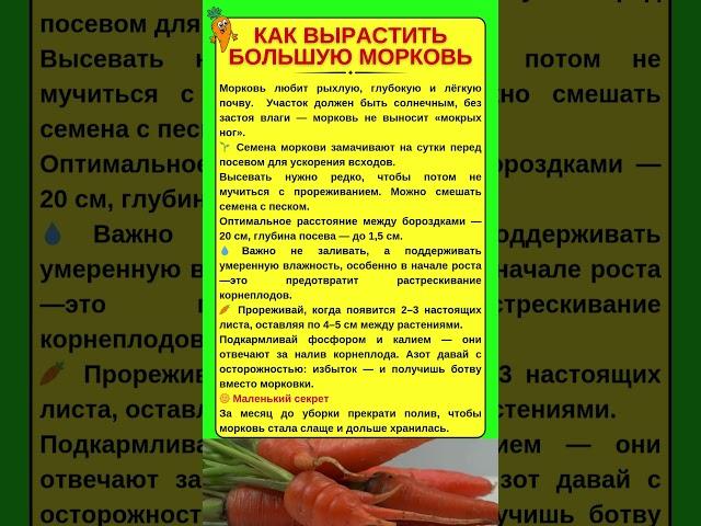 Как вырастить БОЛЬШУЮ МОРКОВЬ #огород #дача #морковь
