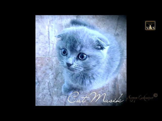 Аркадий Кобяков - Сны мои (Любимый кот Аркадия)