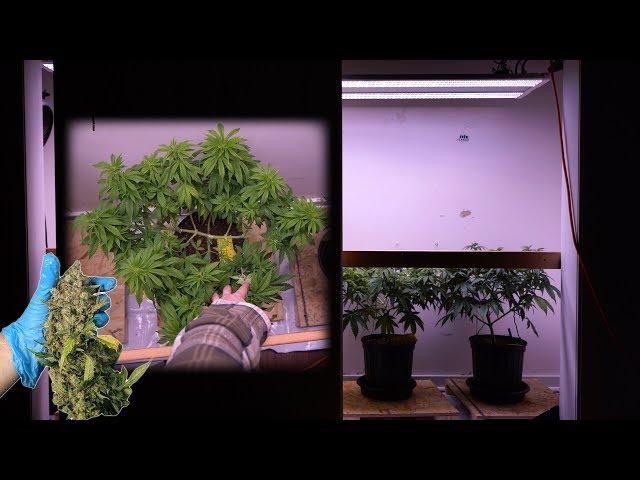 HOW TO GROW CLOSET WEED: TRAINING PLANTS FOR 1 POUND YIELDS (Part 2 of 4)