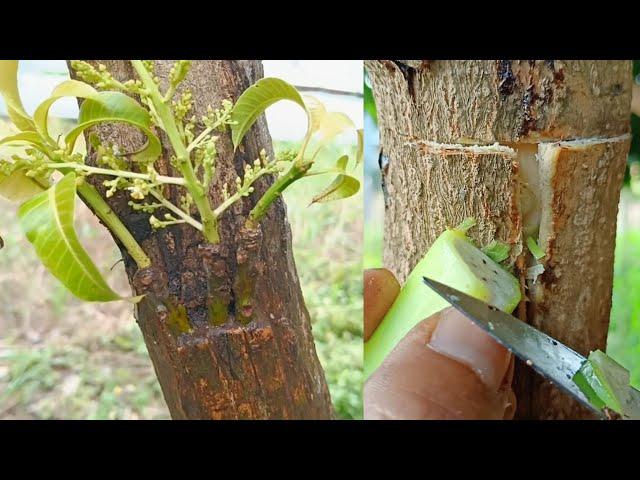 Tricks for grafting mango tree multiple very unique