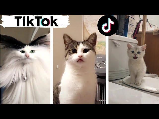 Cats being... CATS ~ Try Not to Laugh ~ TIK TOK ~ Funny Cats Compilation (TikTok)