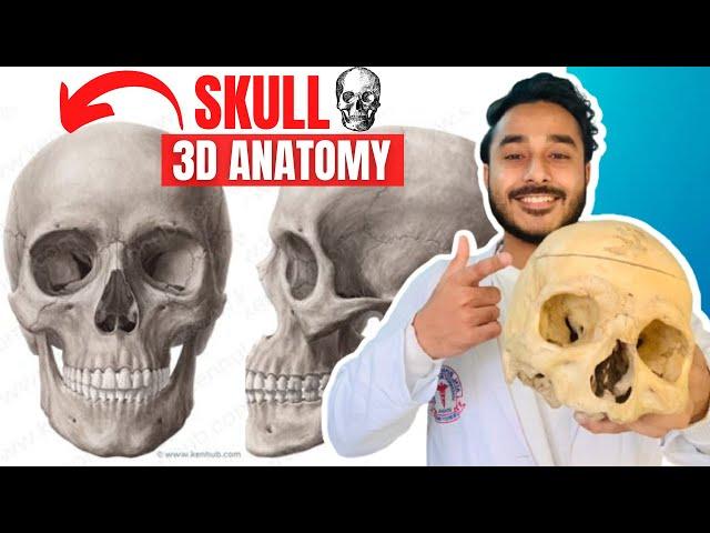 skull anatomy 3d | anatomy of skull bone anatomy | facial and cranial bones of skull