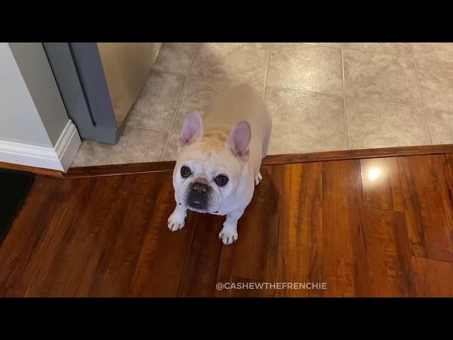 Hungry French Bulldog