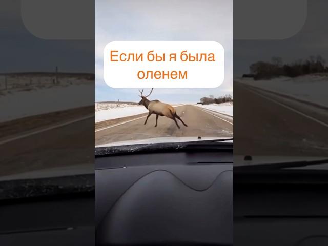 Чисто Я 