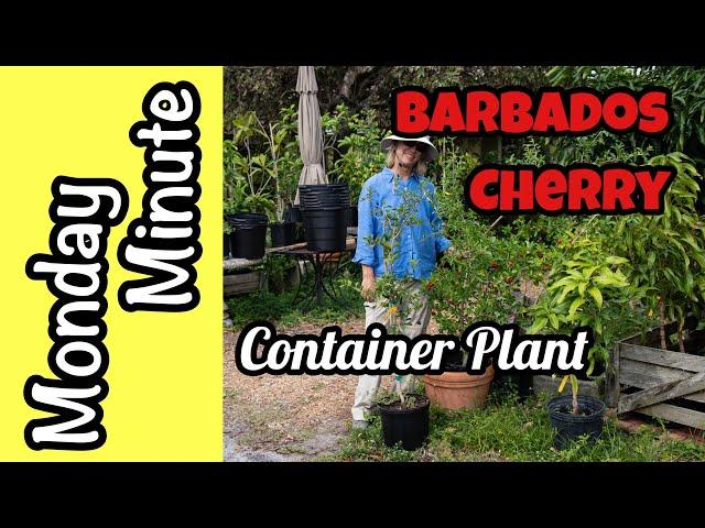 Monday Minute- Barbados Cherry as a Container Plant!