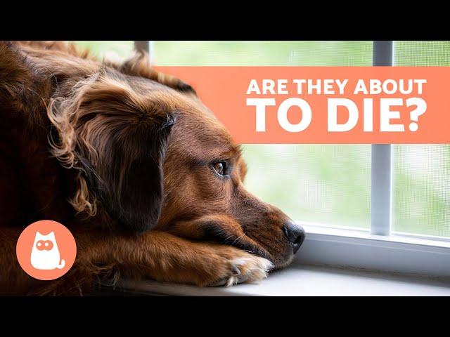 10 SIGNS a DOG is DYING  Critical Symptoms You Can't Ignore