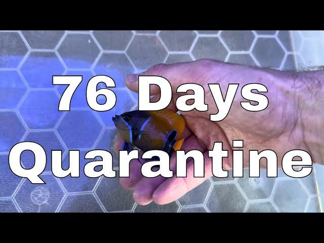 76 days Quarantine is Finally Over!  | Waterbox Aquariums Angelfish Reef LX 270.6 - Part 14