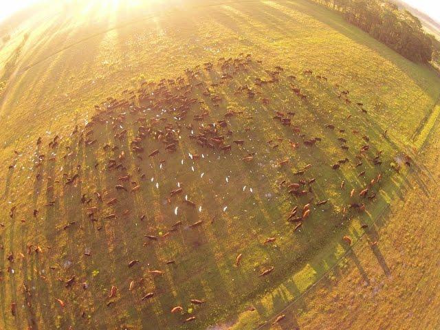 Regenerative Ranching with High Density Rotational Grazing