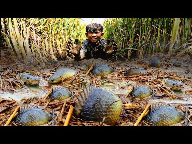 Cá Rô Đồng Chen Chúc Nhau Dưới Lớp Bùn Mùa Lúa Chín | amazing fishing a fisherman skill