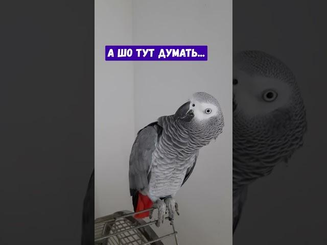 ВОЗДУШНАЯ ТРЕВОГА ВО ВРЕМЯ ЗАПИСИ / ГОВОРЯЩИЙ ПОПУГАЙ ЭВРИКА / PARROT CALLED PUTIN A ROOSTER 