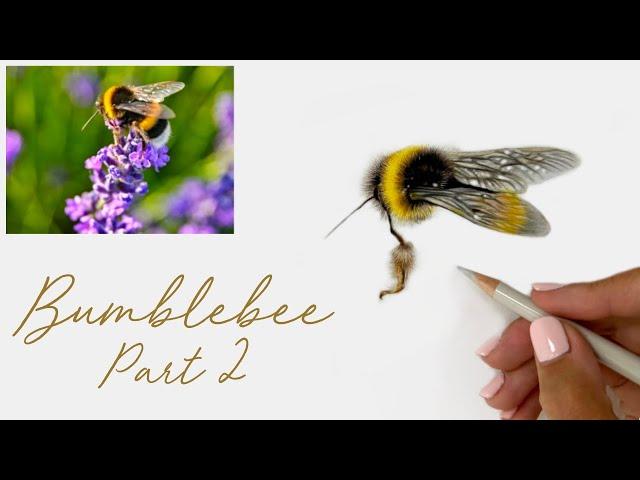 How to Draw a Realistic Bumblebee in Coloured Pencils - Part 2