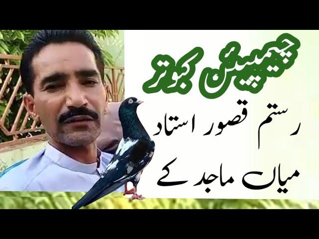 Ustad Mian Majid k Kabootar || Pakistani Kabootar