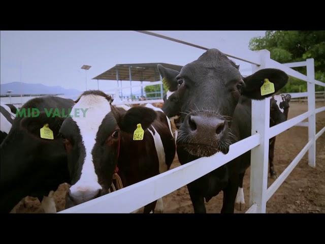 Mid Valley Dairy Introductory Video ( Tamil Version )