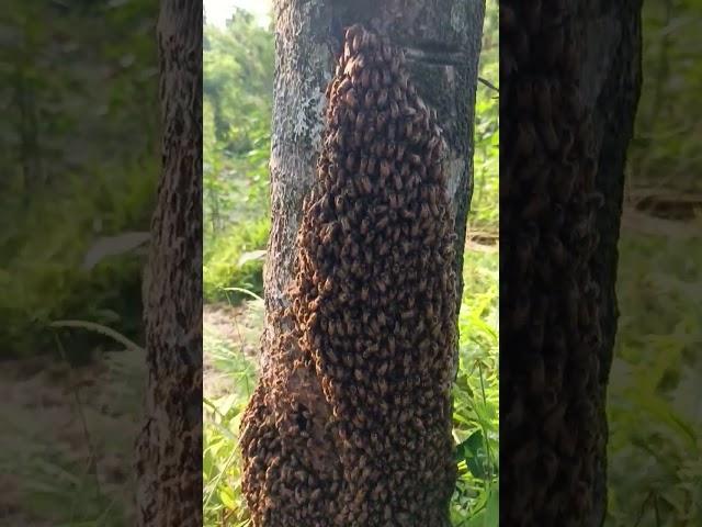 Bees making hive inside a tree... life is just amazing...  #vlog #fyp #dailyvlog #follow #nature