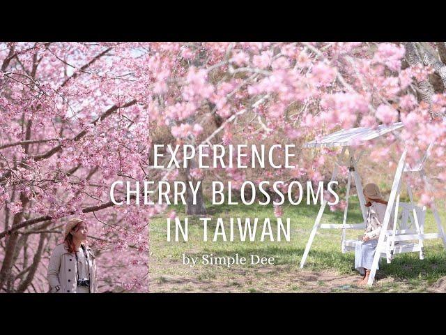 Beautiful Cherry Blossom (Sakura) Experience in Taiwan | Klook Tour | Silent Travel Vlog #83