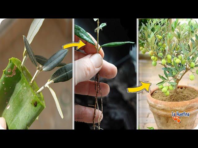 How to grow an Olive tree from cuttings - Best Way to propagate