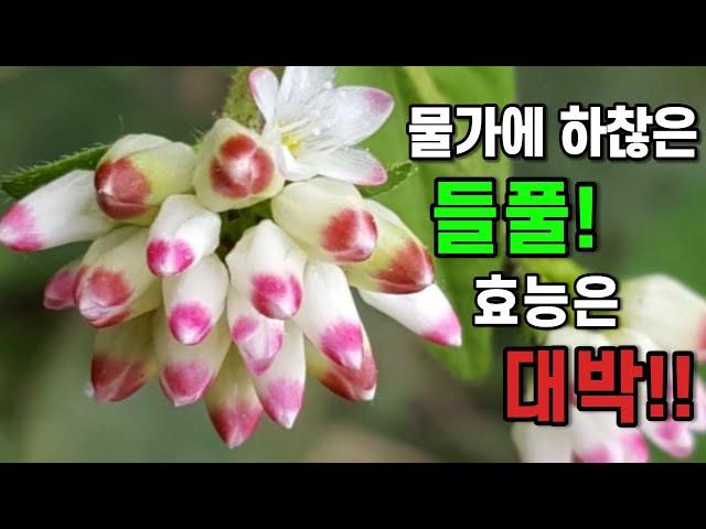 작지만 예쁜 들풀!! 알고보니 대박인 고마리와 여뀌