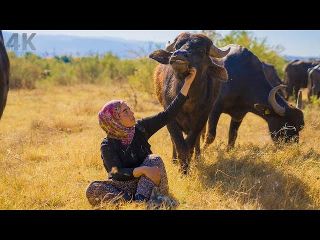 Buffalo Breeding in Anatolia - Being a Woman in the Village | Documentary-4K