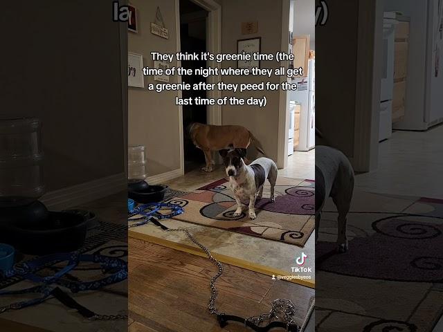 They want it to be greenie time  #dog #pitbull #germanshepherd #dachshund #bullterrier #dogs