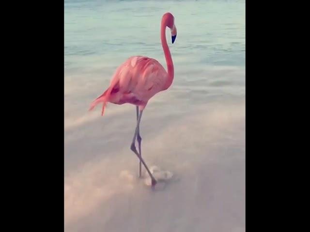 Dancing Flamingo - Maniac