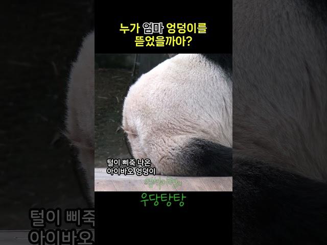 누가 엄마 엉덩이를 뜯었을까아?