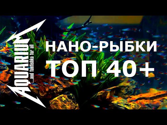 Самые маленькие аквариумные рыбки ТОП 40+