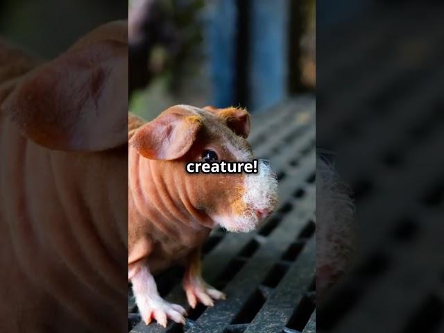 Top 5 Hairless Animals You Didn't Know About