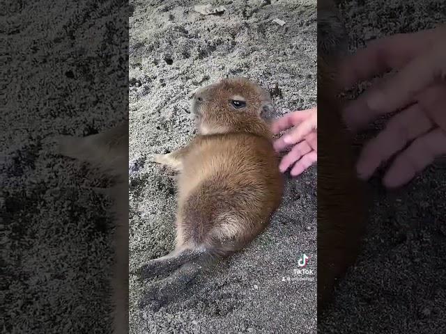 Cute little capibara ⭐ sweet baby "Adorable Tiny Capybara Relaxing: Cuteness Overload!"