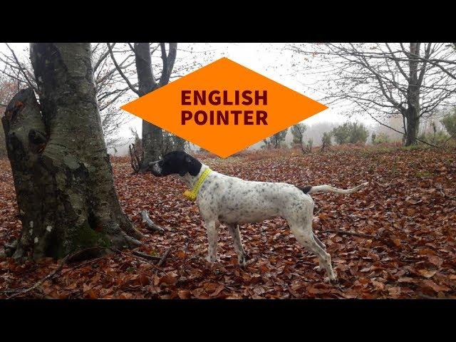 English Pointer