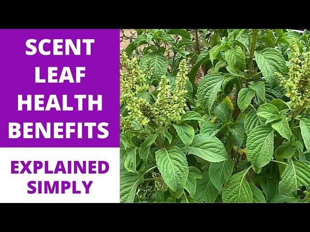 SCENT LEAF | OCIMUM GRATISSIMUM | African Basil | Clove Basil Tree + Medicinal Health Benefits