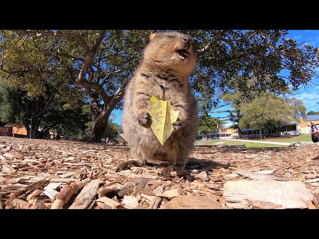 Want to see a quokka eat a leaf?