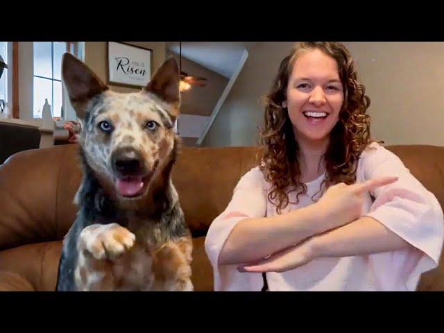 Fate Brought This Deaf Woman And Her Deaf Dog Together | Pets Town