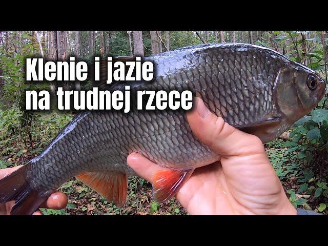 Klenie i jazie na spining | Na trudnej rzece | W przerwie były też okonie