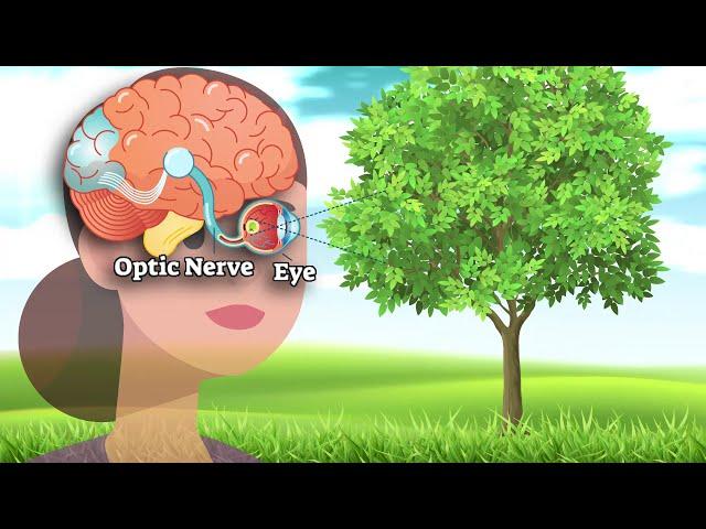 How to Maintain Eye Health