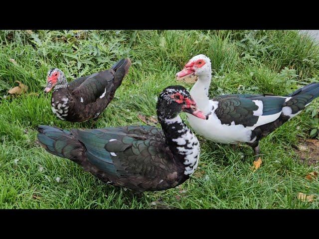 Muscovy ducks