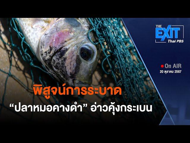 The EXIT: พิสูจน์การระบาด "ปลาหมอคางดำ" อ่าวคุ้งกระเบน | ข่าวค่ำ | 20 ต.ค. 67