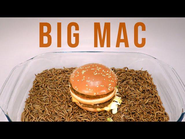 10 000 Mealworms vs. BIG MAC