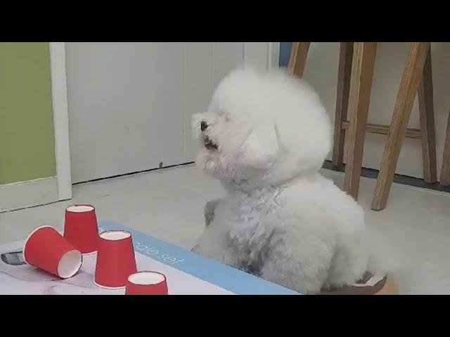 Puppy Laughing at Her Owner's Mistake (She even laughs like a human)