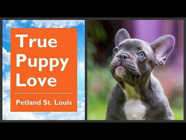 Petland St. Louis Has Your New Furry BFF 