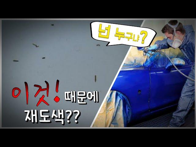 이것을 무시하면 "폐차"까지??  벌똥 제거 및 원인을 알아보기 (How to remove bee feces) [차좋아]