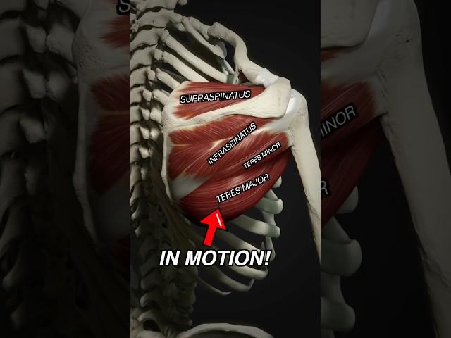 Rotator Cuff Muscles vs Teres Major #Anatomy #3danimation #medicalstudent