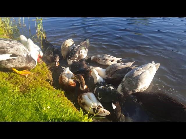 Ducks feeding in the sun