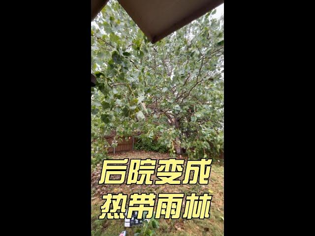 交不起房租被驱逐（2）后院变成热带雨林｜美国买房找邱锐 德州达拉斯房产经纪人