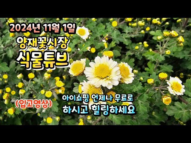 양재꽃시장 식물튜브 24년 11월 1일 입고영상 시청 하시면서 힐링타임 되시길 바라겠습니다~  #양재꽃시장 #식물튜브 #월동 #관엽 #식물아빠